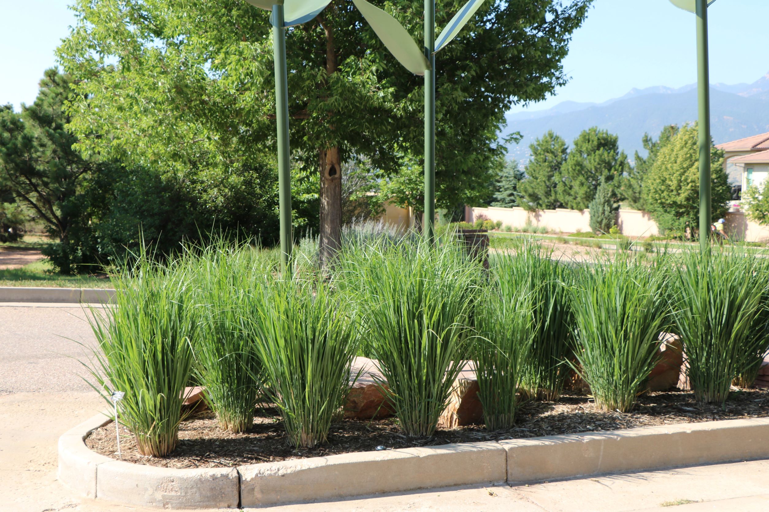 Northwind Switchgrass